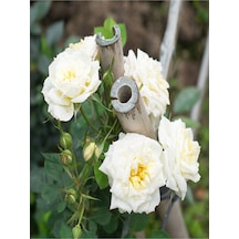 Gül Fidanı Beyaz Renkli Kokulu 30 60 Cm 1 Adet Saksılı Aşılı Gül White Rose