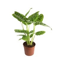 Calathea Leopardina (Dua Çiçeği) Ø12 CM Y30-35 CM