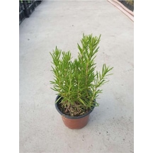Rosmarinus Officinalis Biberiye Fidanı 10-20 Cm