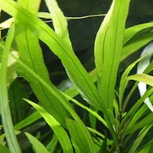 Nomaphila Spp Akvaryum Bitkisi Canlı Bitki 5 Dal