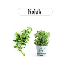 Aromatik Bitki Kekik Fidesi, 1 Adet Saksılı, 20-30 Cm, Thymus