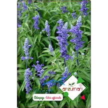 Adaçayı Tohumu 50 Adet N114287