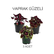 Özel Tür Yaprak Güzeli Çiçeği 3 Adet Saksıda Kolyos Coleus