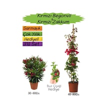 Kırmızı Renk Begonvil+kırmızı Zakkum Fidanı+buz Çiçeği 3'lü Peyzaj Seti
