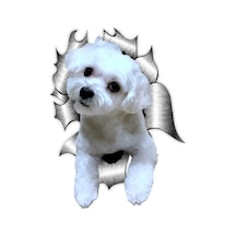 Maltese Araba Sticker Yapıştırması Model6 18Cm