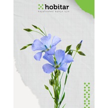 Hobitar Keten Çiçeği Tohumu 100 Adet