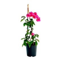 Begonvil Çiçeği 50-60cm /şuan Çiçeksizdir