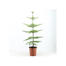 Arokarya Salon Çamı 80cm-100cm