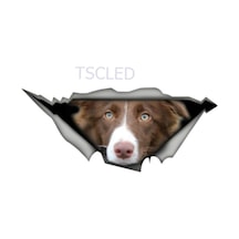 Kahverengi Ve Beyaz Sınır Collie Araba Sticker Su Geçirmez