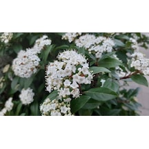 Viburnum Tinus - Yaprak Dökmeyen Kartopu 100 Cm 5 Adet