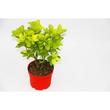 Kırmızı Saksıda Gold Taflan Euonymus 10 Adet