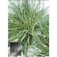 Alacalı Sarkık Carex Bitkisi x 5 ad