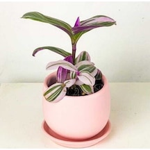 Mini Pembe Telgraf Çiçeği Tradescantia Nanouk 5.5 Cm Saksı