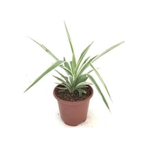 Kurdele Çiçeği Fidanı 10-20 Cm