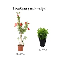 Kırmızı Renk Fırça Çalısı 30-60cm Çalı Şimşiri Dış Mekan Bitkiler