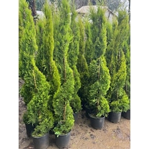 Spiral Limoni Selvi Boy 200-230 Cm