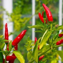 Geleneksel Birds Eye Acı Mini Chili Pepper Biber Tohumu 70 Adet