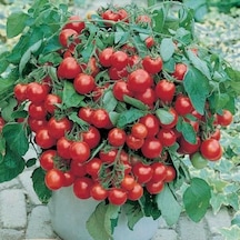 Eko Paket Cherry Domates Tohumu Saksılık 65 Tohum + Tohum