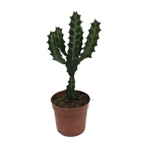 Euphorbia Trigona - Kaktüs