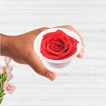 Şoklanmış Solmayan Gül. 5 CM - Kırmızı