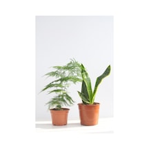 Videolu Tül Kuşkonmaz Ve Paşa Kılıcı 5 15 Cm 2 Adet Saksılı Iç Mekan Bitkisi Asparagus Sansevieria