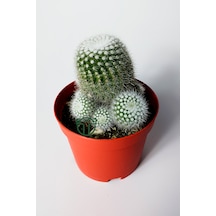 Notocactus Scopa Albispinus Bol Yavrulu Kaktüs