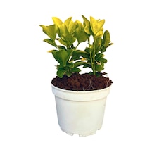 Gold Taflan Euonymus Japonica Aurea