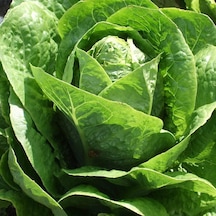 Doğal Yedikule 5701 Marul Tohumu 1 Gram