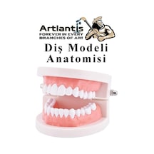 Artlantis Diş Modeli Anatomisi 1 Paket İnsan Diş Çene Modeli Eğitci Fen Biyoloji Deney Maketi Diş Maketi Genel