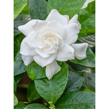 Mis Kokulu Masa Çiçeği 1 Adet Gardenya Saksılı 30-40cm Gardenia Flower