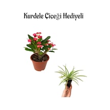 Kadınlar Gününe Özel Kırmızı Renk Milii Dikenler Tacı Çiçeği Kurdele Çiçeği Hediyeli