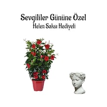 Öğretmenler Gününe Özel Kokulu Kırmızı Renk Sarmaşık Mandevilla Helen Saksı Hediyeli