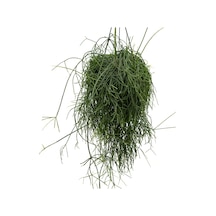Rhipsalis Baccifera