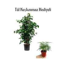 Parlak Yapraklı Yeşil Benjamin Bitkisi Sevgililer Gününe Özel Tül Kuşkonmaz Hediyeli