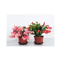 Serada Decor & Plant Schlumbergera - Yılbaşı Çiçeği 2 Adet Canlı