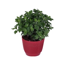 Kasımpatı Saksı Da Chrysanthemum Kırmızı Renk 10-20 Cm