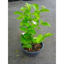 Videolu Ful Yasemin Fidanı Kokulu 40-60 Cm 1 Adet Dış Mekan Jasminum Sambac Maid Of Orleans