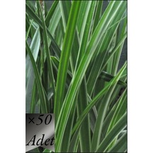Yeşil Carex Bitkisi x 50 ad