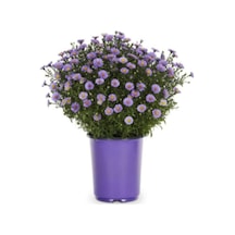 Yıldızpatı Çiçeği Tohumu 10 Tohum Çiçek Tohumu Yıldız Patı Çiçeği Tohumu