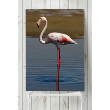 Flamingo Hayvan Posteri