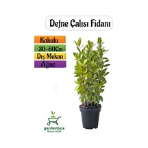 Defne Fidanı 1 Adet Saksılı/tüplü