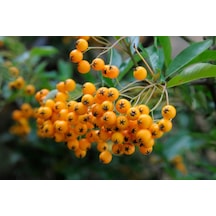 Bonsaı Ateş Dikeni Pyracantha Coccinea 3 Adet