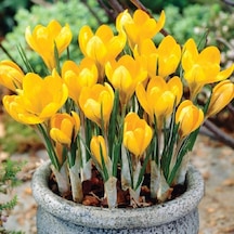 Büyüleyici Dorothy Yellow Sarı Çiğdem Soğanı 5 Adet