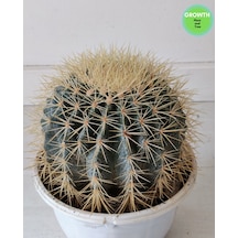 Echinocactus Grusonii Altın Fıçı Kaktüs 1 Adet