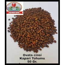 Kapari Tohumu 50 GR Ovata Cinsi Aşçı Murat Kapari