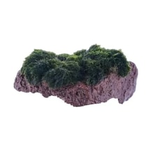 Marimo Moss Rock Canlı Bitki