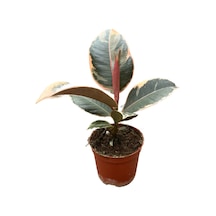 Ficus Elastica 'tineke' Kauçuk Çiçeği Ø10,5 Cm 20-25 Cm