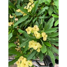 Yellow Euphorbia Milii Sarı Renk Dikenler Tacı Çiçeği 1 Adet Saksılı 15-30cm