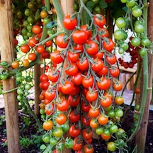 Cherry Pinpon Domates Tohumu 250 Adet