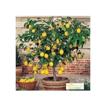 Bodur Bonsai Limon Ağacı Tohumu 10 Adet Tohum + Saksı Toprak